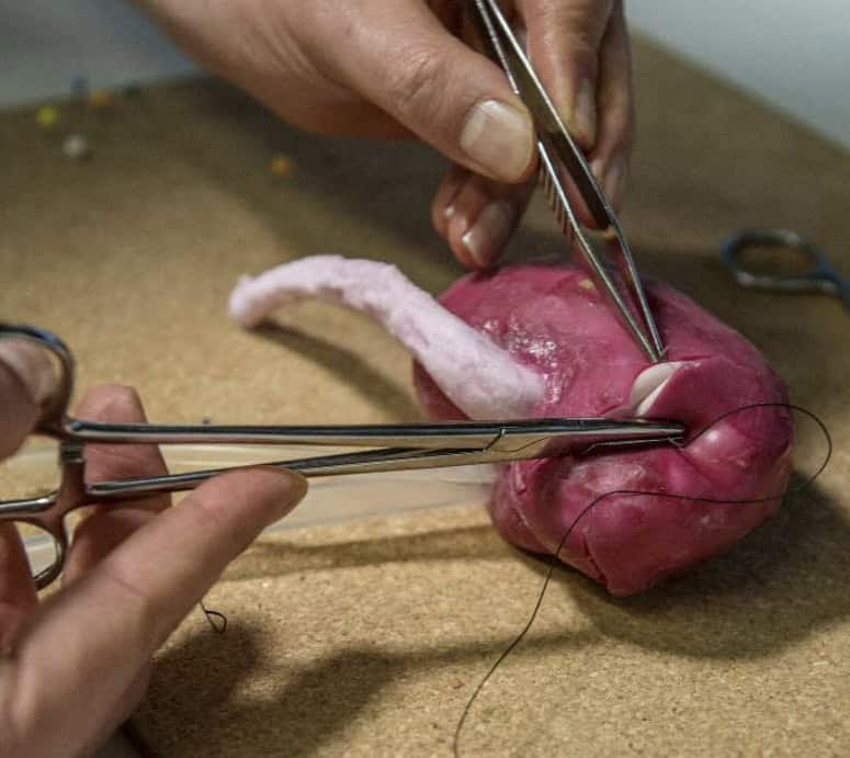 Surgical tools performing procedure on a heart model for training or demonstration.